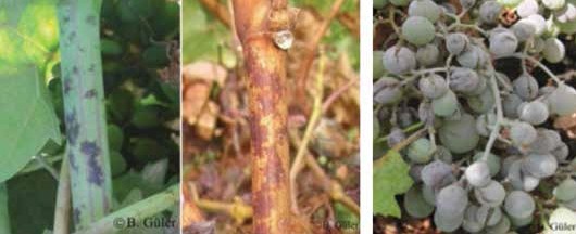 Sürgünlerde külleme ve Salkımda külleme